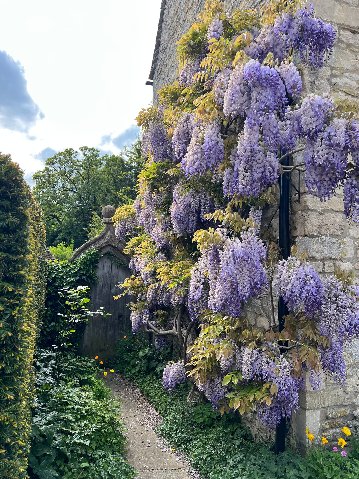 Cotswold Summer 25